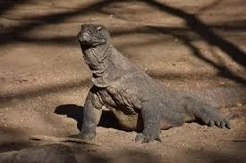 Close up face of a wild Komodo Dragon in Komodo National Park